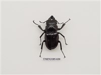 藏品(鬼艷鍬形蟲)的圖片